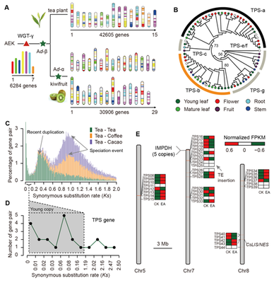 我室在茶樹(shù)基因組研究領(lǐng)域取得重要新突破，助力茶葉科學(xué)基礎(chǔ)研究與產(chǎn)業(yè)發(fā)展